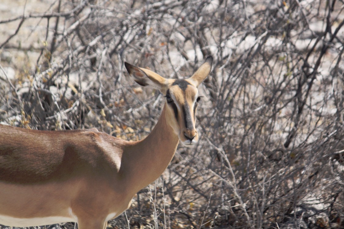 Namibie_Etosha2_2015_Img0132