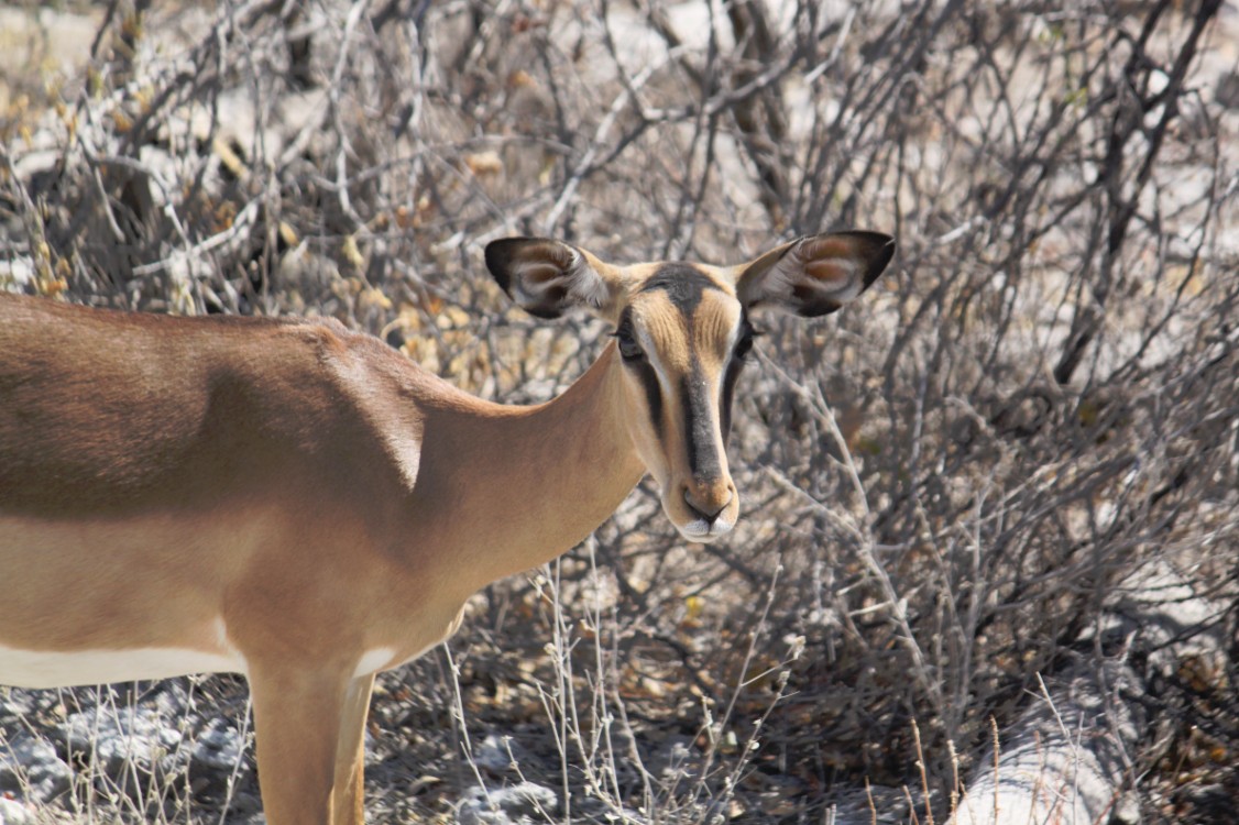 Namibie_Etosha2_2015_Img0133