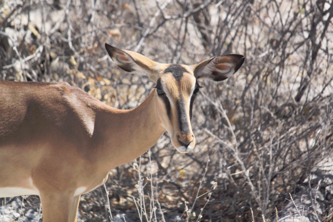 Namibie_Etosha2_2015_Img0134