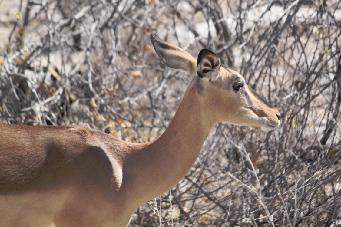 Namibie_Etosha2_2015_Img0135