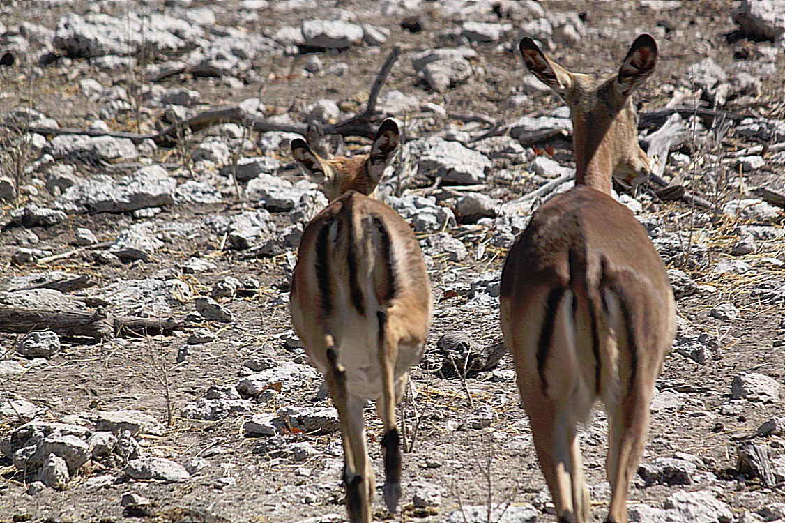 Namibie_Etosha2_2015_Img0136