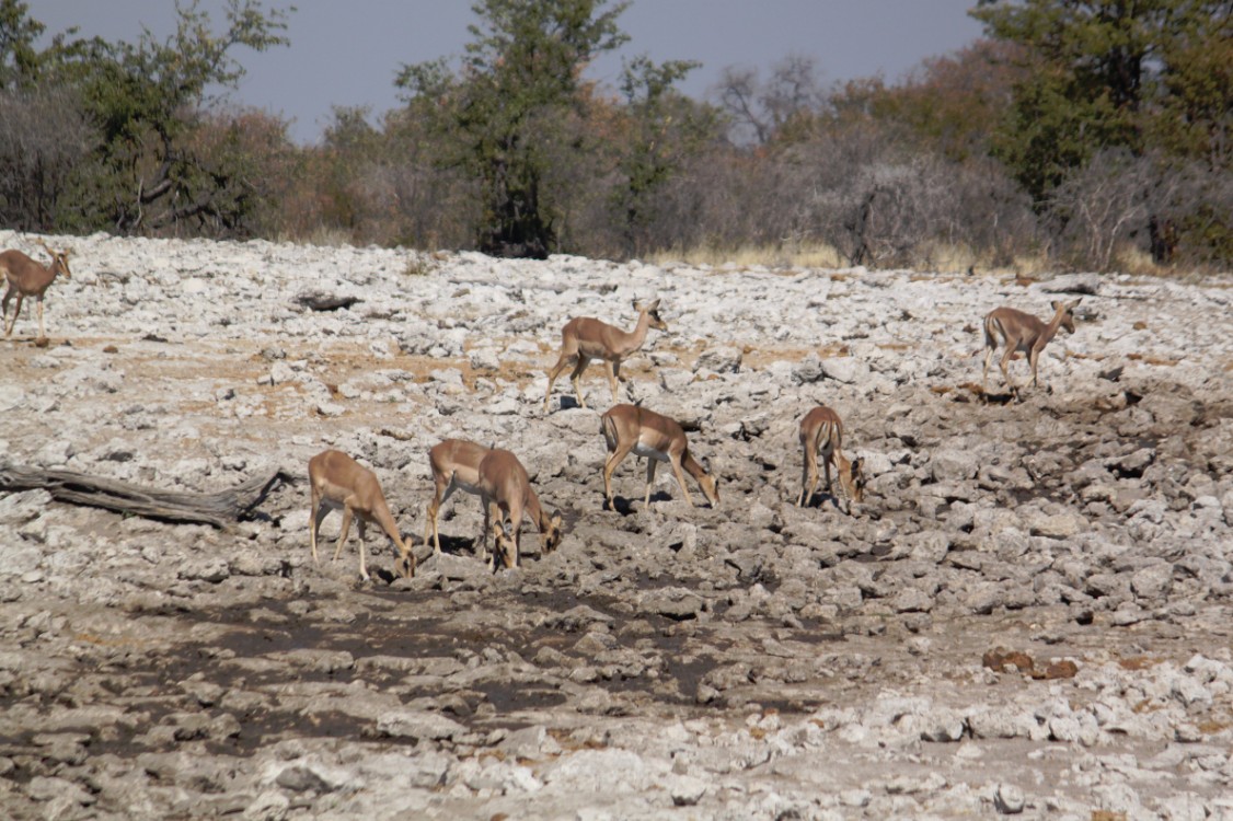 Namibie_Etosha2_2015_Img0137