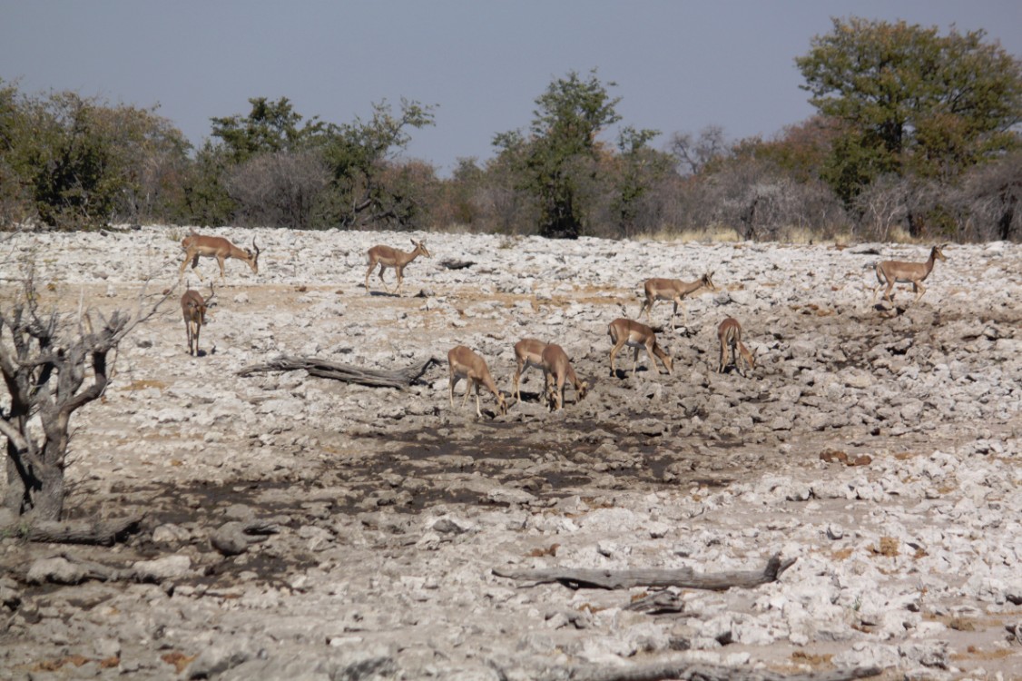 Namibie_Etosha2_2015_Img0138