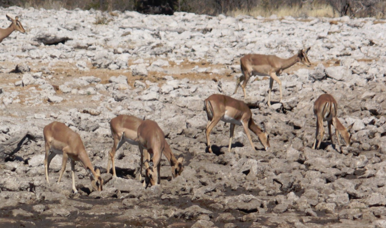 Namibie_Etosha2_2015_Img0139