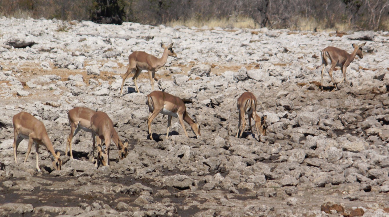 Namibie_Etosha2_2015_Img0140