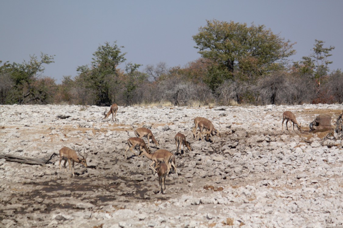 Namibie_Etosha2_2015_Img0141