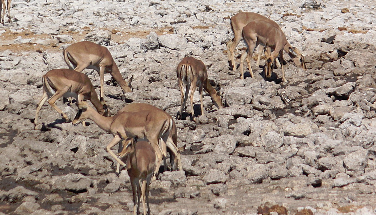 Namibie_Etosha2_2015_Img0142