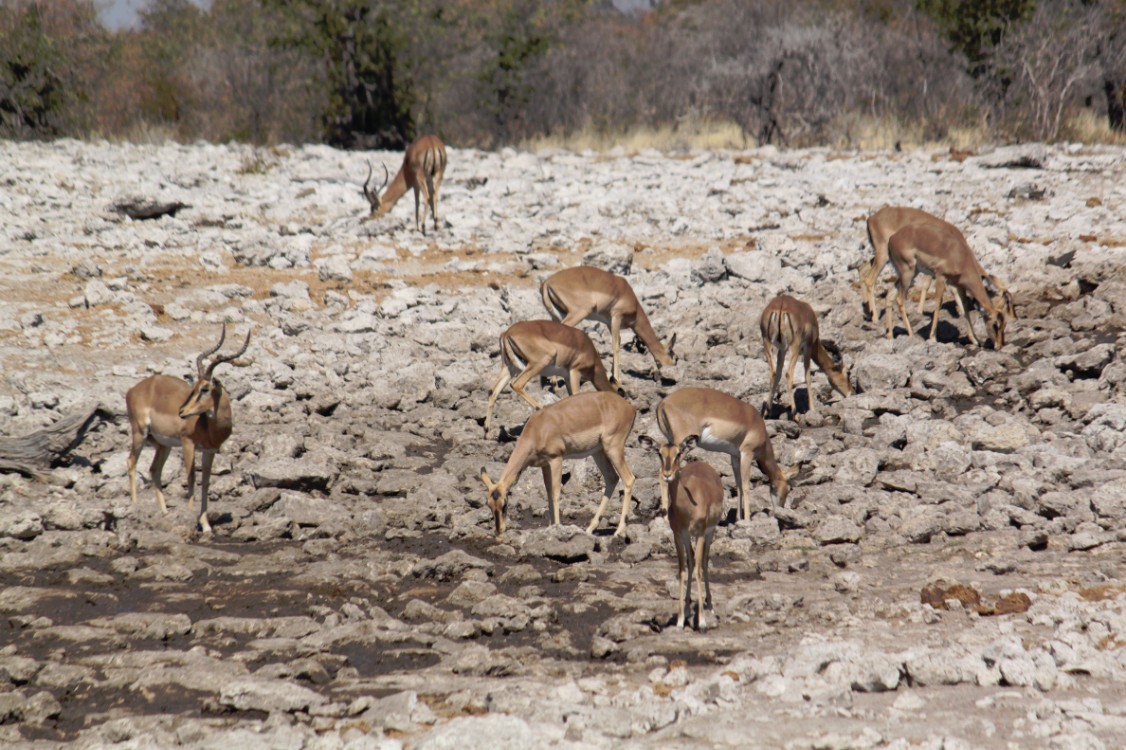 Namibie_Etosha2_2015_Img0143