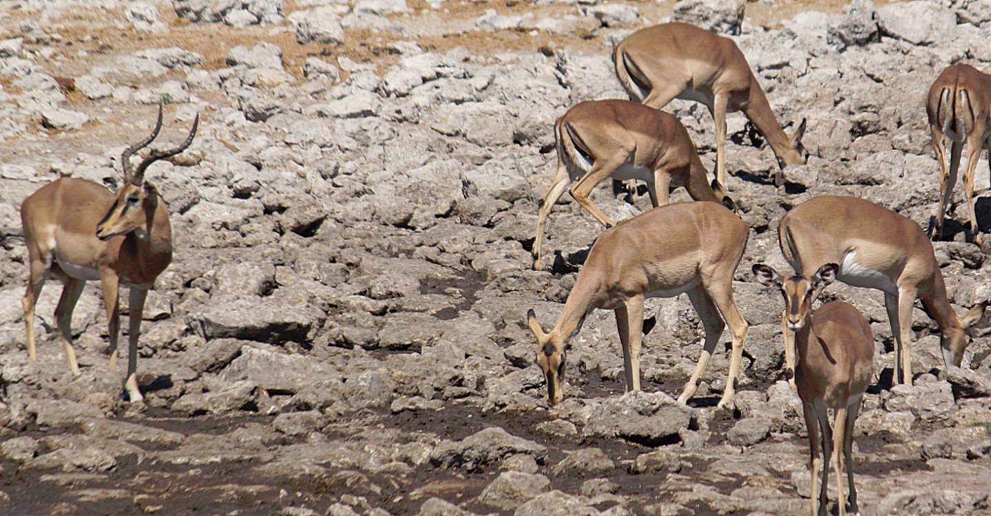 Namibie_Etosha2_2015_Img0144