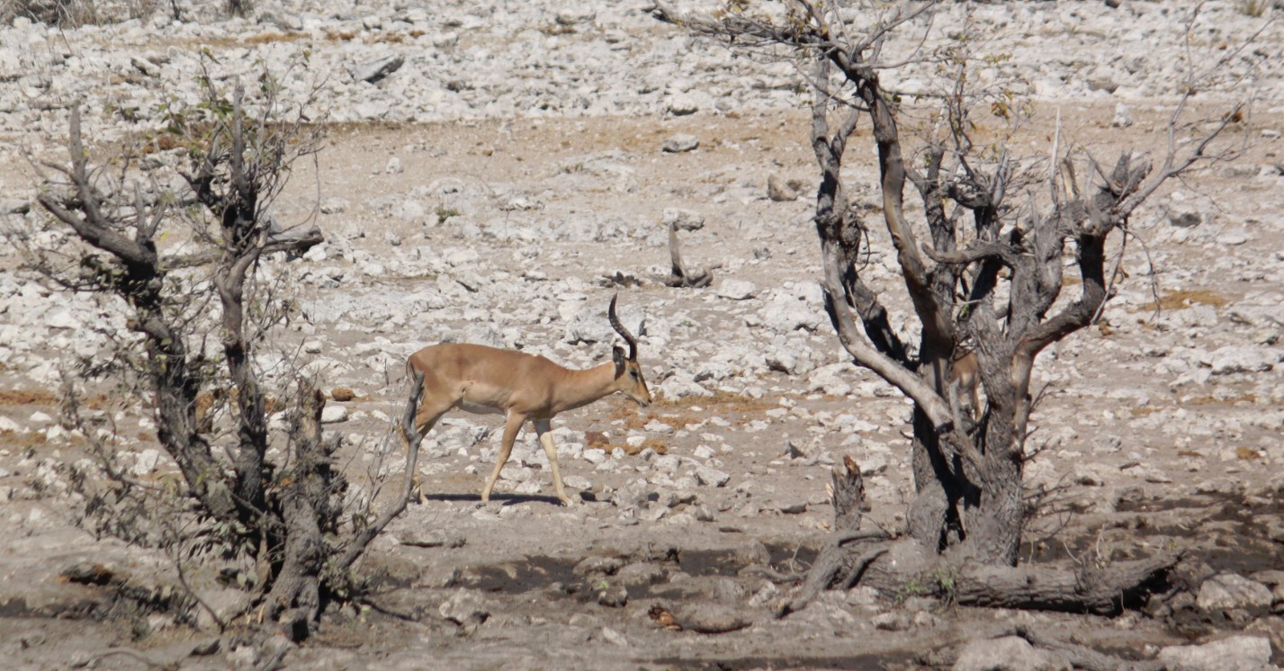 Namibie_Etosha2_2015_Img0145