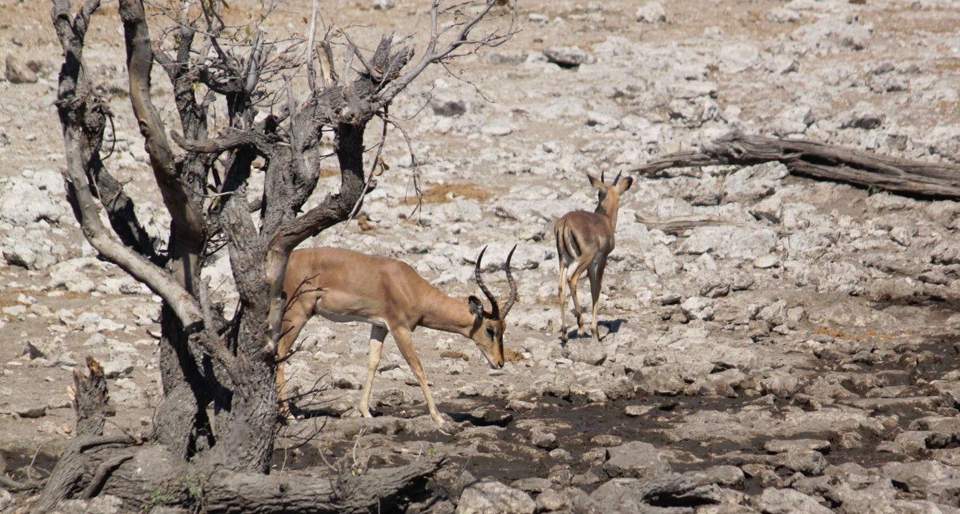 Namibie_Etosha2_2015_Img0146