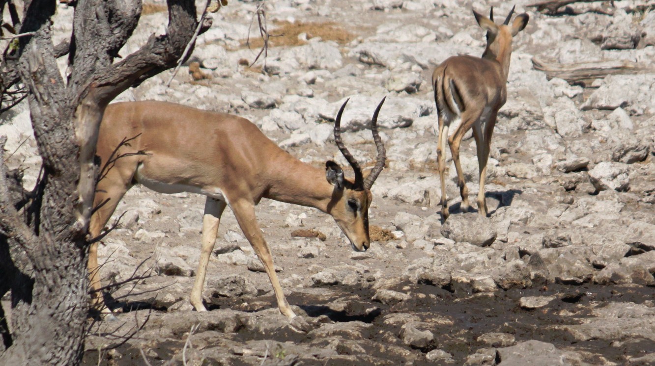 Namibie_Etosha2_2015_Img0147