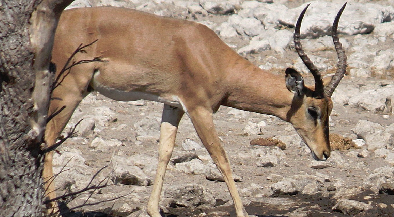 Namibie_Etosha2_2015_Img0148