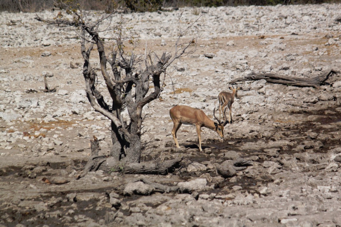 Namibie_Etosha2_2015_Img0149