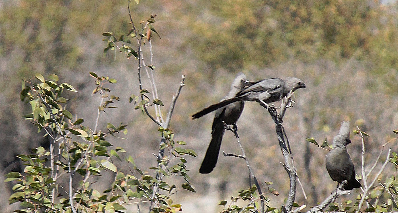 Namibie_Etosha2_2015_Img0150