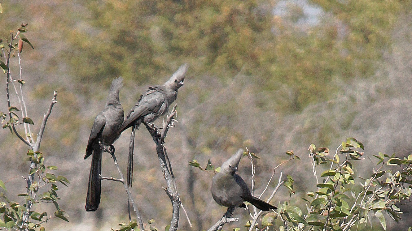 Namibie_Etosha2_2015_Img0151