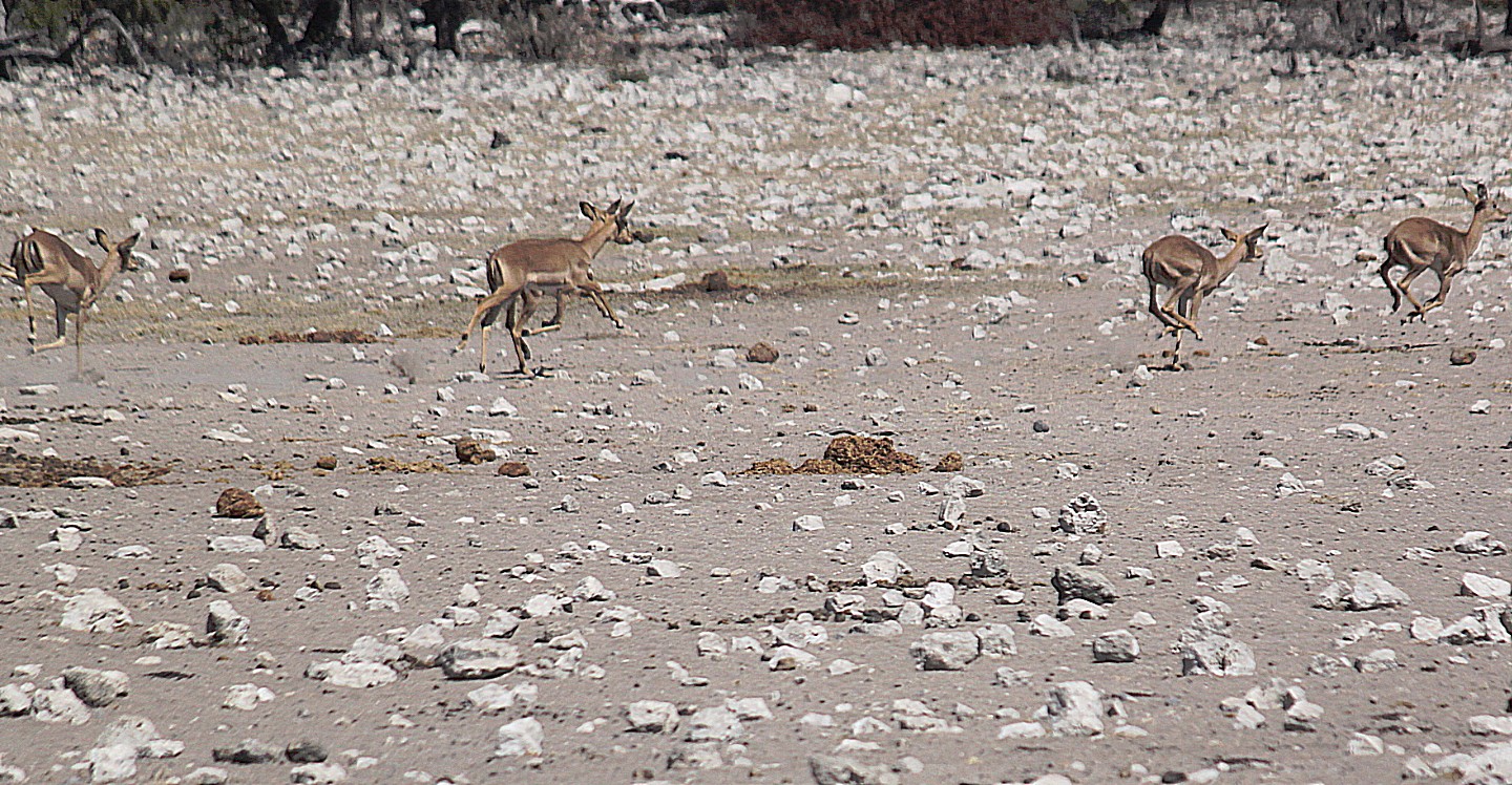 Namibie_Etosha2_2015_Img0155