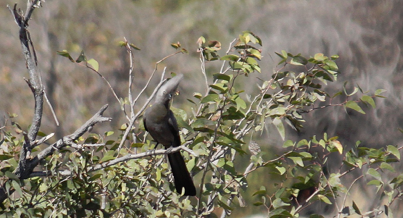 Namibie_Etosha2_2015_Img0156