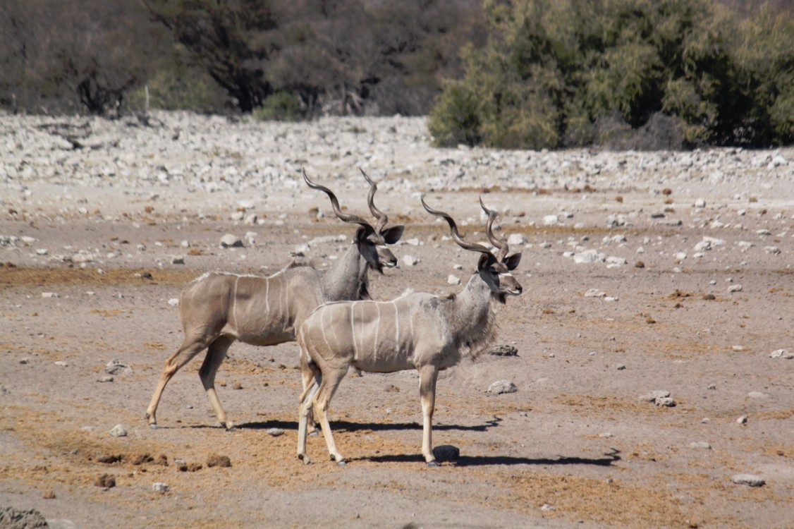 Namibie_Etosha3_2015_Img0001