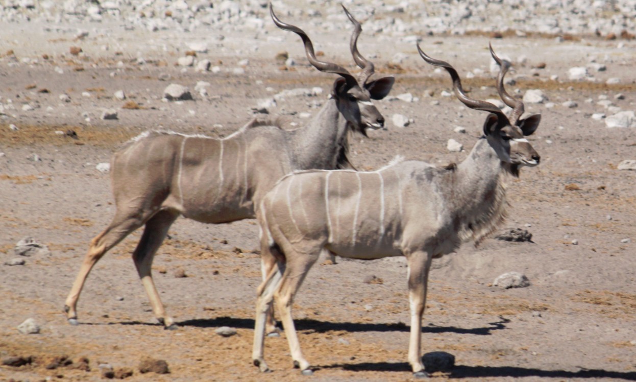 Namibie_Etosha3_2015_Img0002