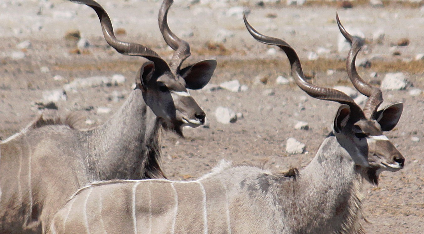 Namibie_Etosha3_2015_Img0003