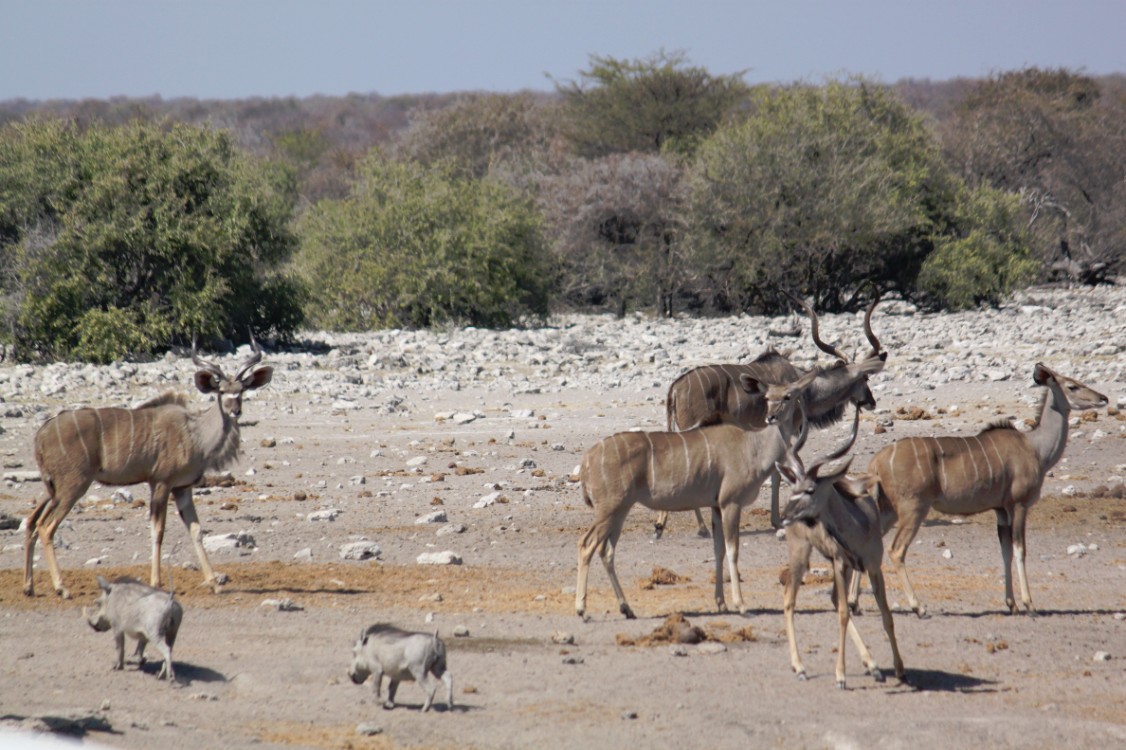 Namibie_Etosha3_2015_Img0004