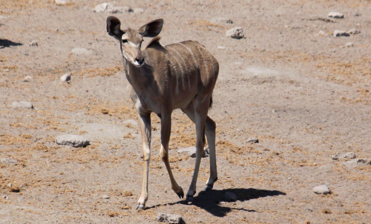 Namibie_Etosha3_2015_Img0005