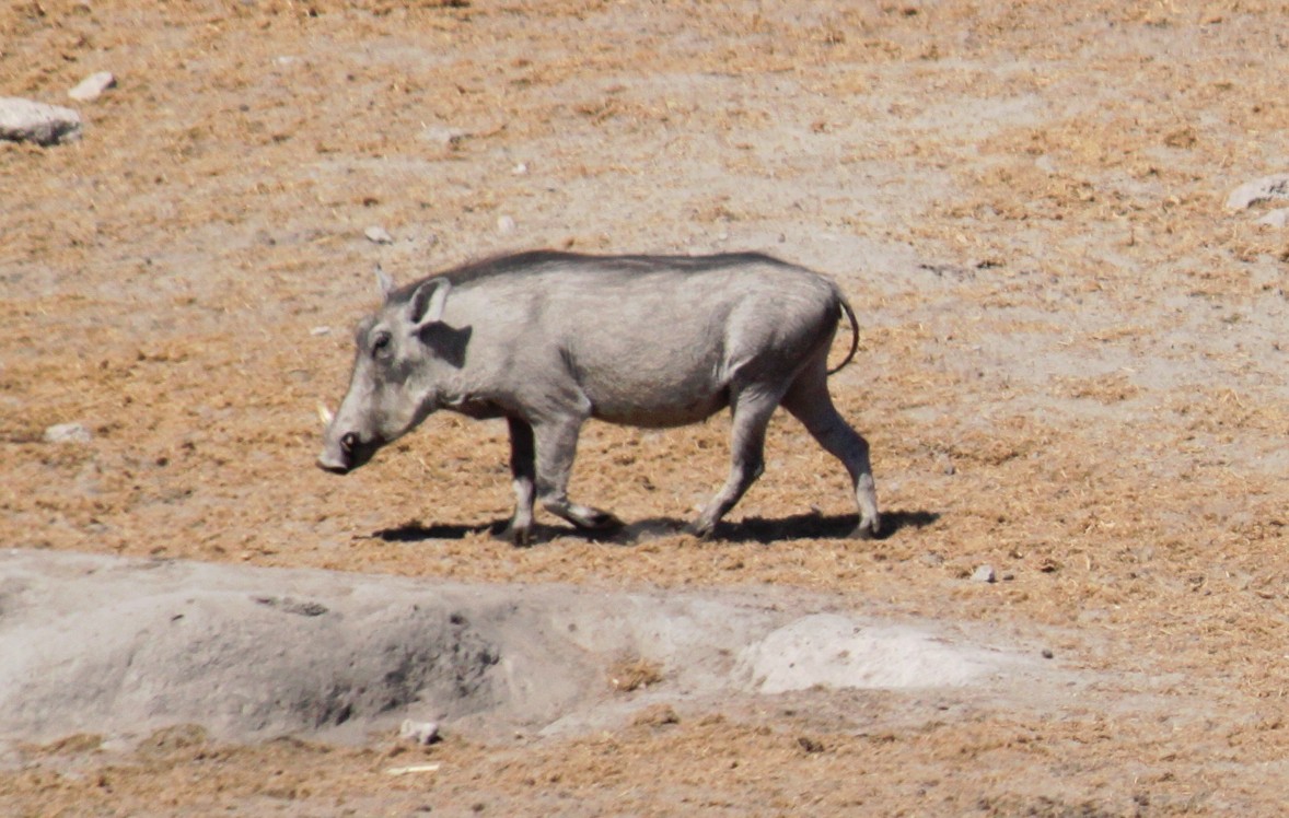 Namibie_Etosha3_2015_Img0006