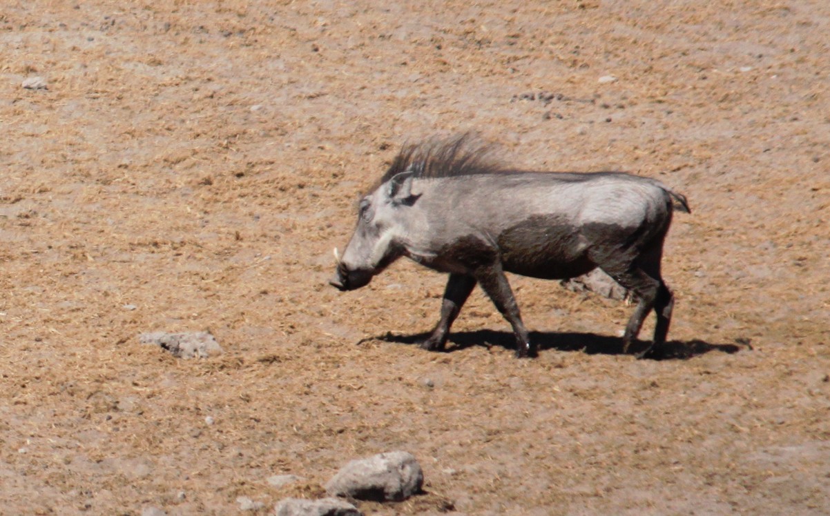 Namibie_Etosha3_2015_Img0007