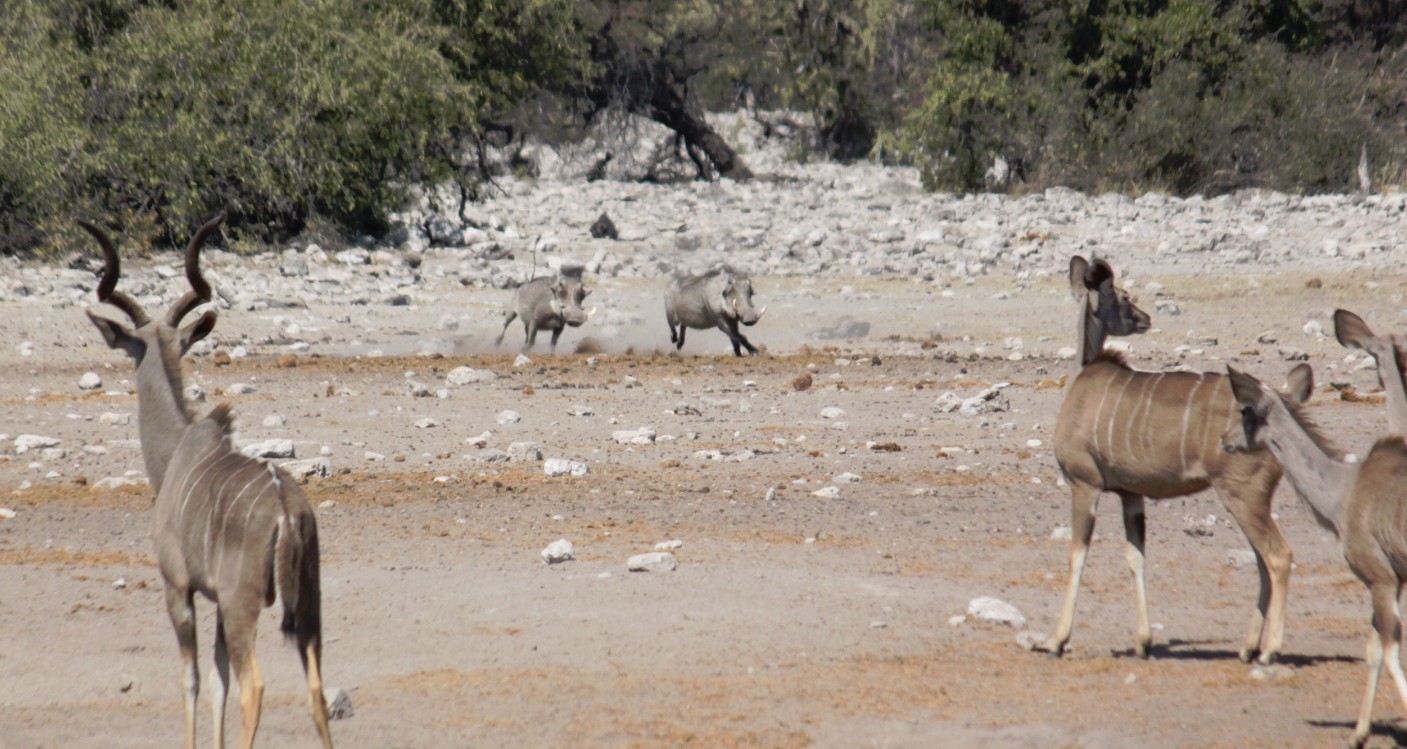 Namibie_Etosha3_2015_Img0008