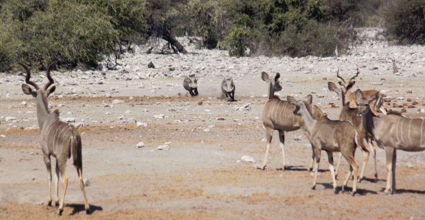 Namibie_Etosha3_2015_Img0009