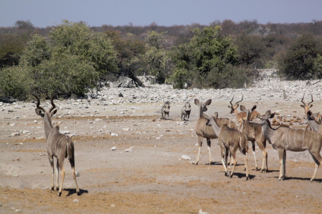 Namibie_Etosha3_2015_Img0010