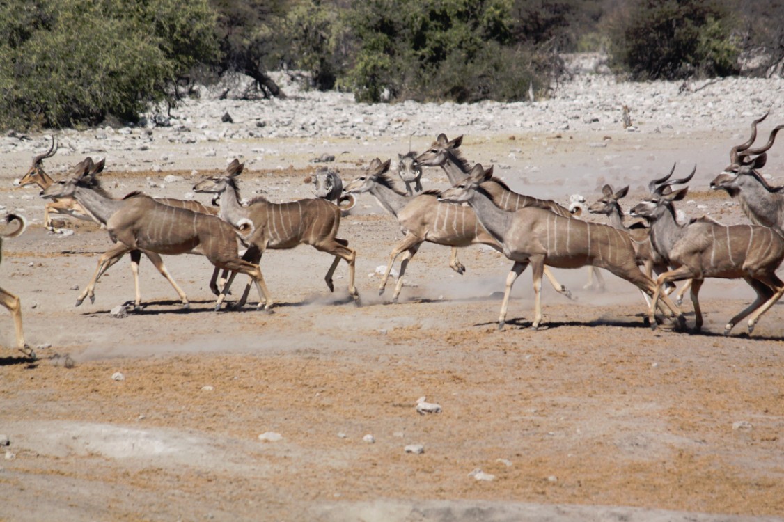 Namibie_Etosha3_2015_Img0011
