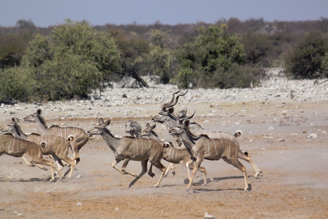 Namibie_Etosha3_2015_Img0012