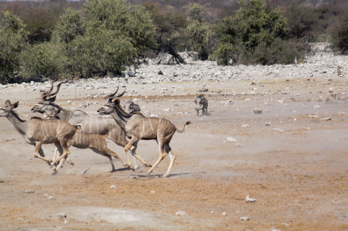 Namibie_Etosha3_2015_Img0013