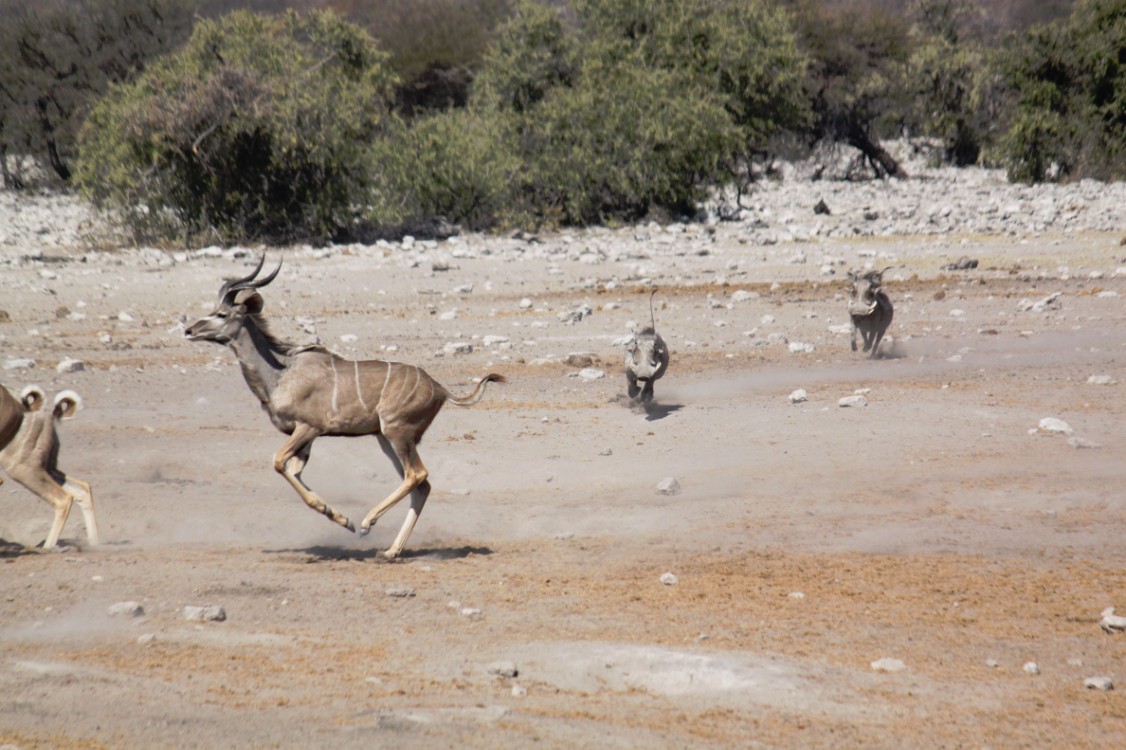 Namibie_Etosha3_2015_Img0014