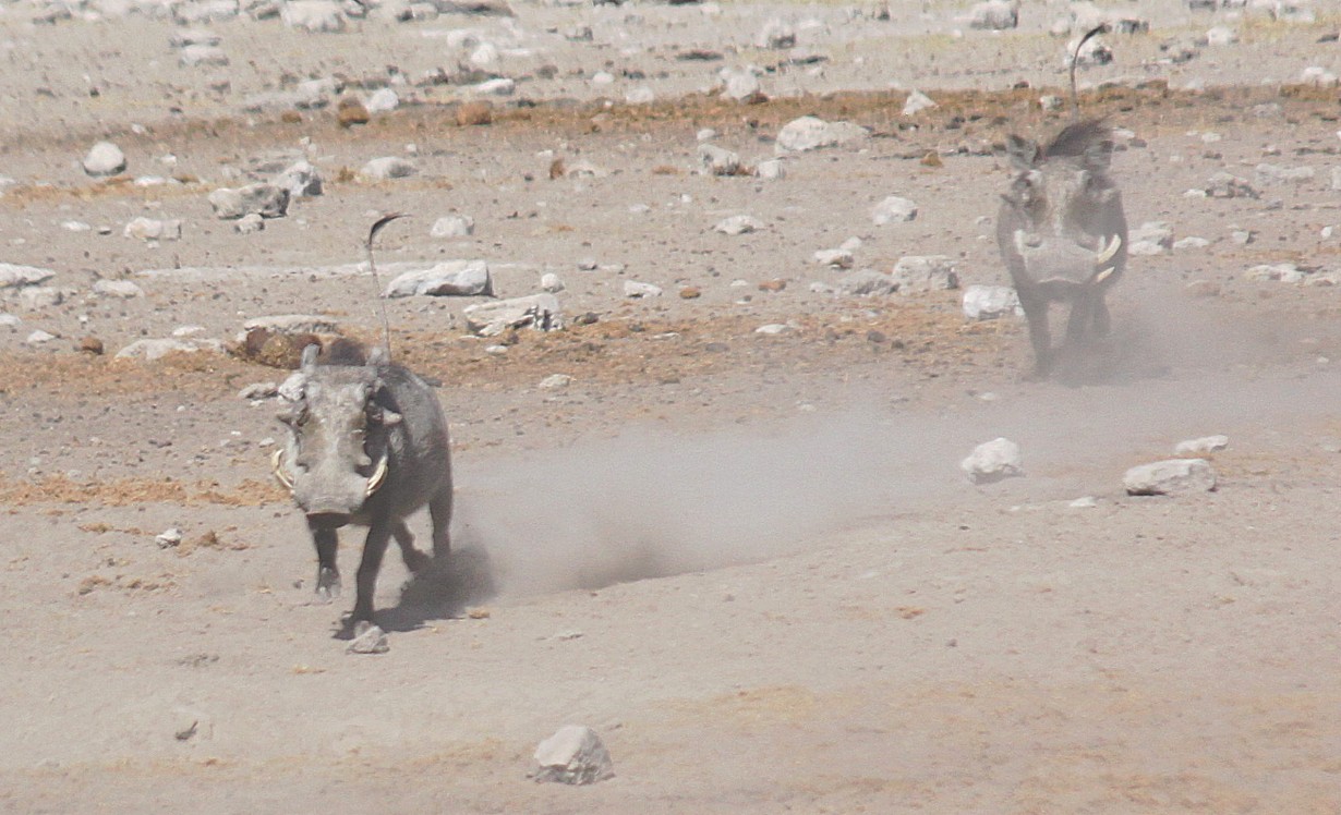 Namibie_Etosha3_2015_Img0015