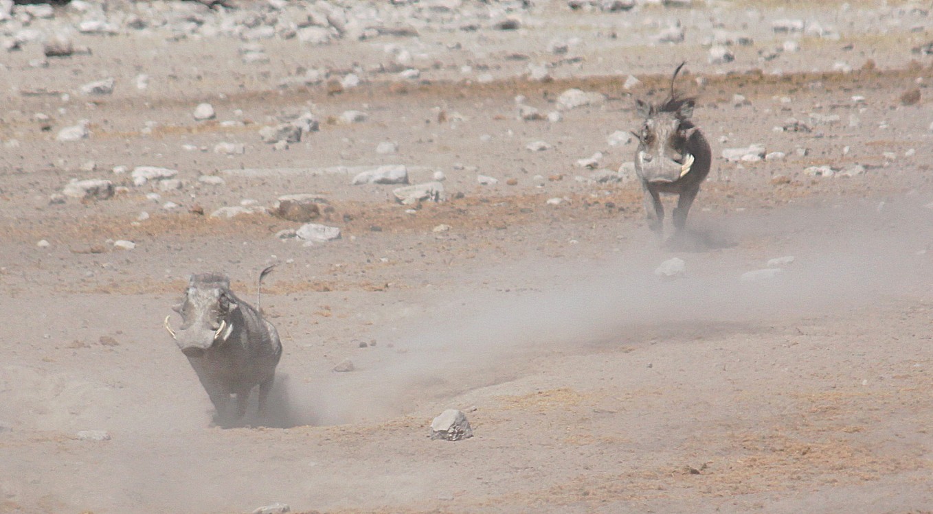 Namibie_Etosha3_2015_Img0016