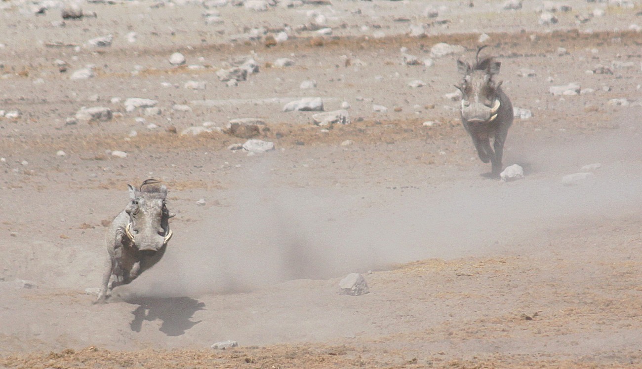 Namibie_Etosha3_2015_Img0017