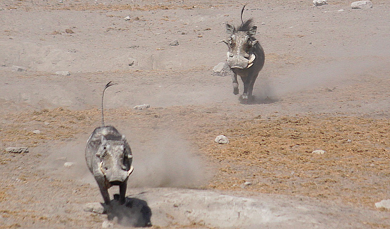 Namibie_Etosha3_2015_Img0018