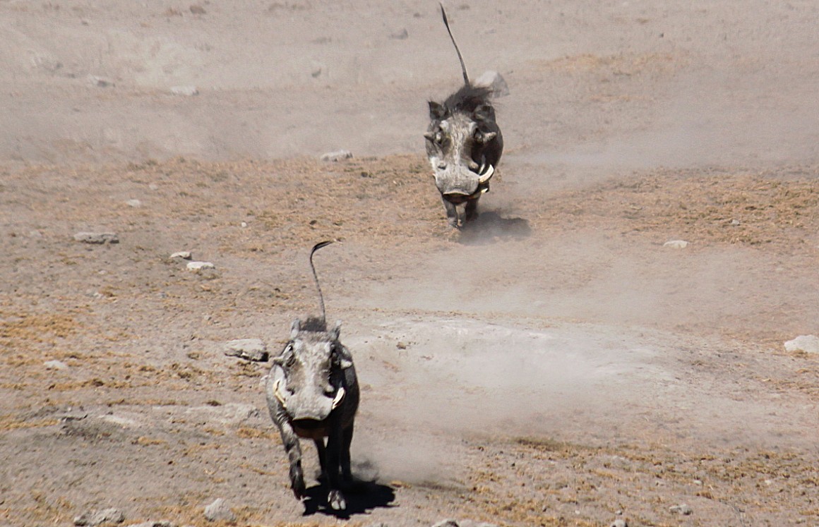 Namibie_Etosha3_2015_Img0019