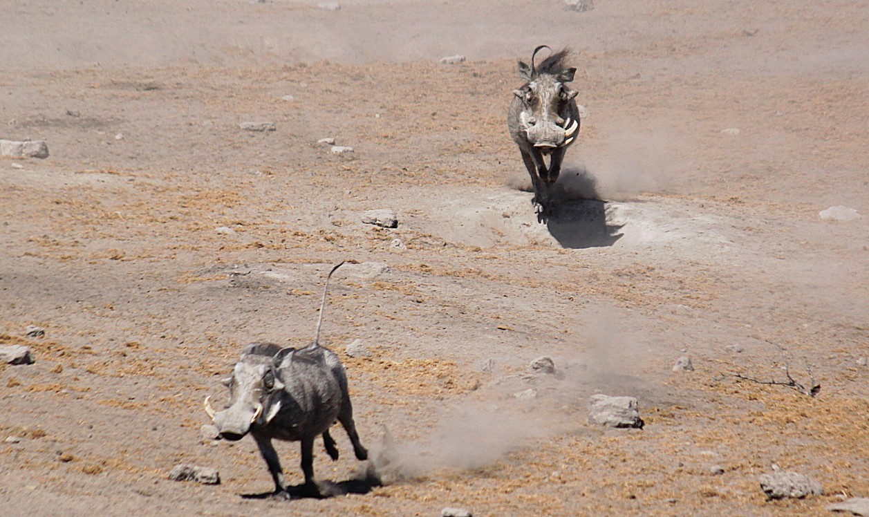 Namibie_Etosha3_2015_Img0020