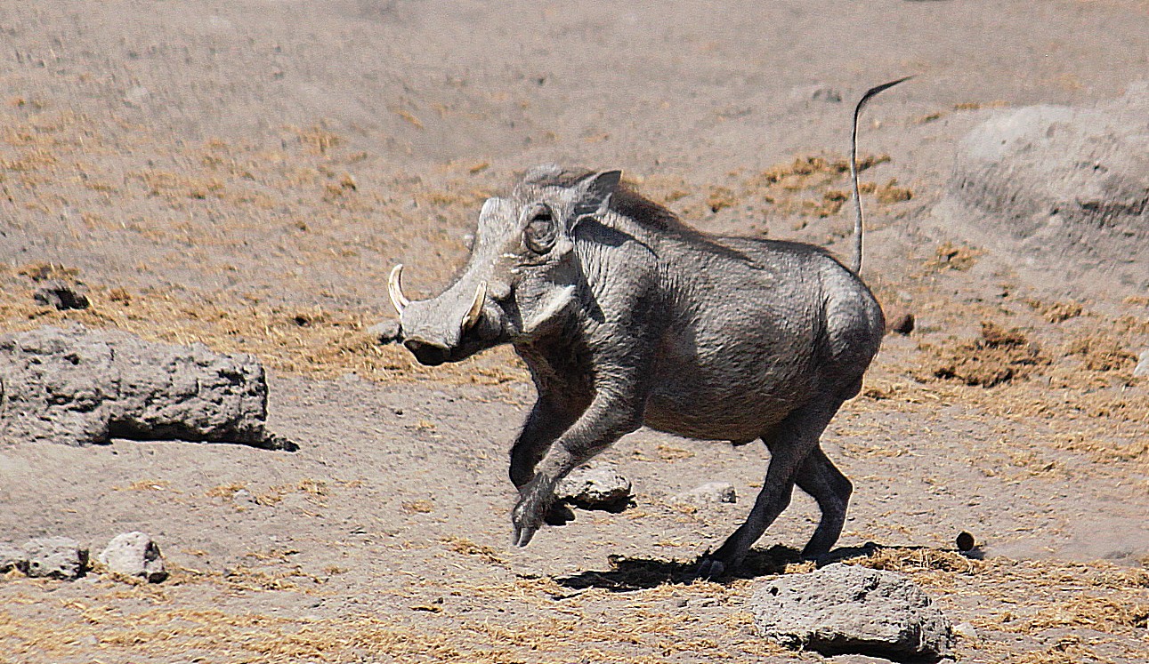 Namibie_Etosha3_2015_Img0022