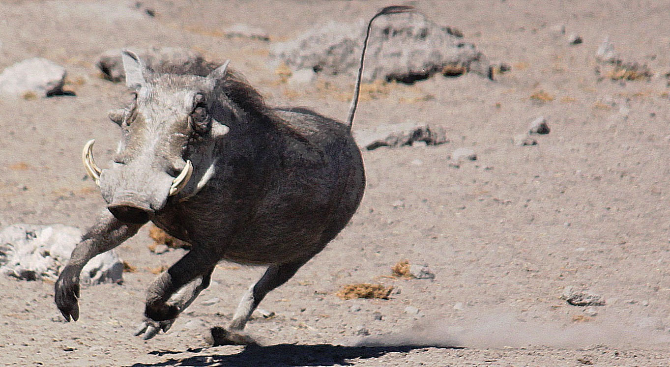 Namibie_Etosha3_2015_Img0023