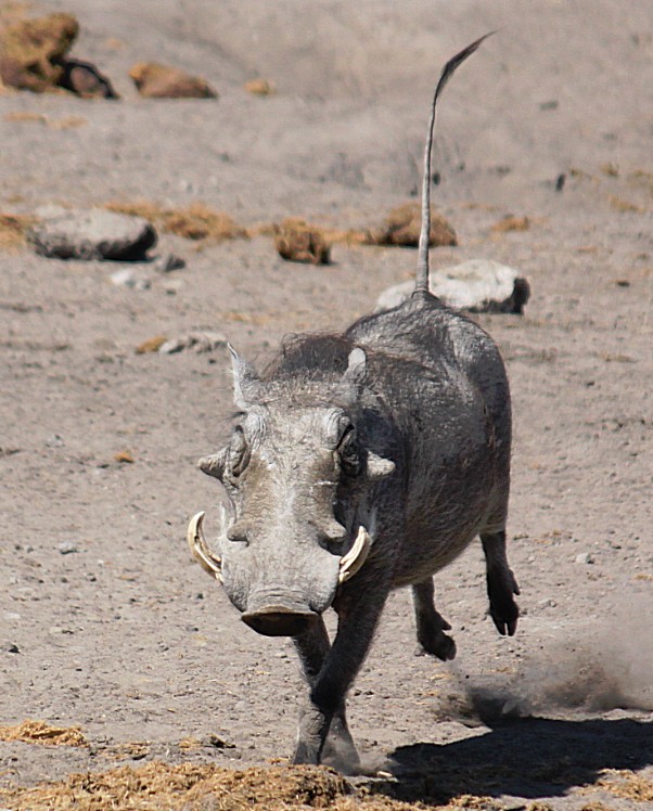 Namibie_Etosha3_2015_Img0024