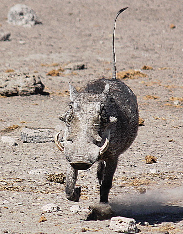 Namibie_Etosha3_2015_Img0025