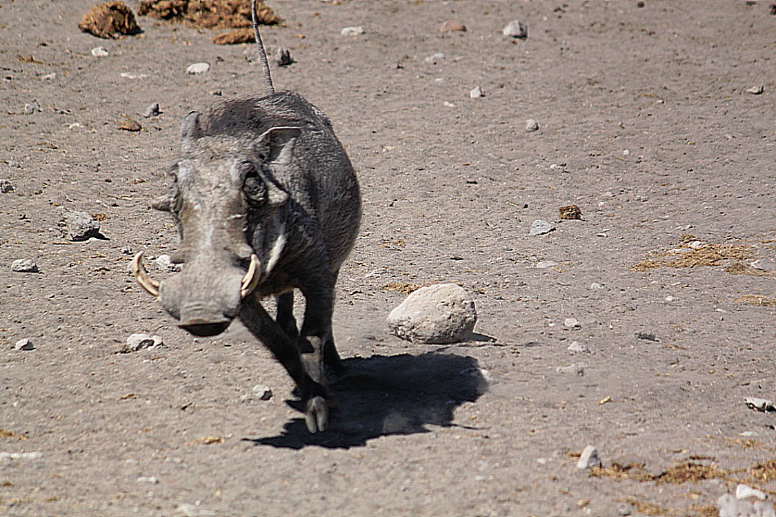 Namibie_Etosha3_2015_Img0026