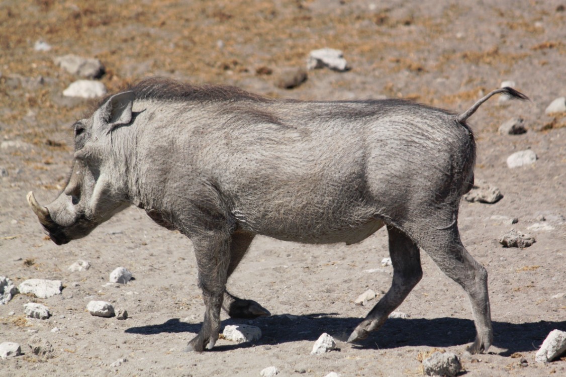 Namibie_Etosha3_2015_Img0027