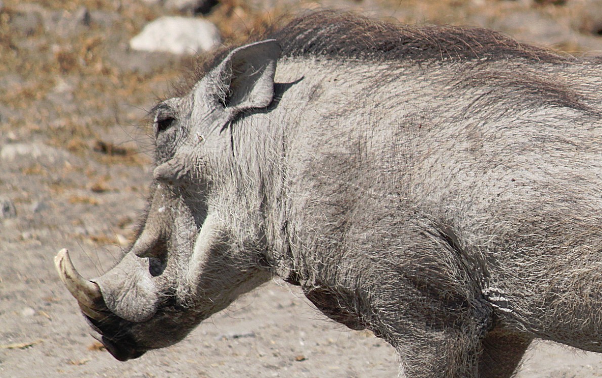 Namibie_Etosha3_2015_Img0028