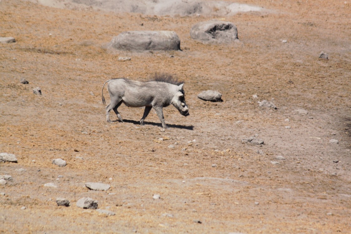 Namibie_Etosha3_2015_Img0029